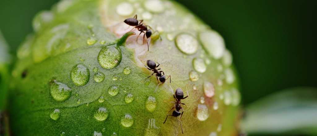 C&oacute;mo alejar las hormigas de tus plantas