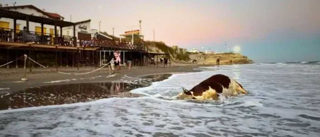Una solitaria vaca fue hallada muerta en el mar de Las Grutas