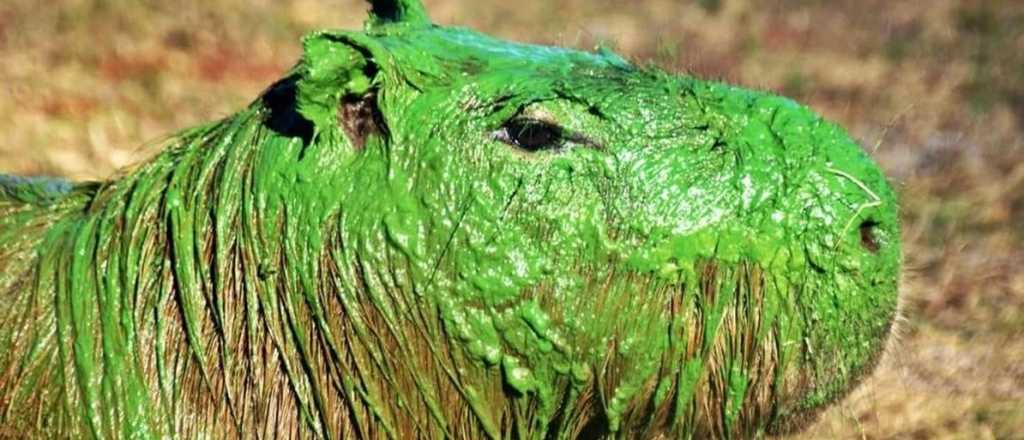 Preocupación por carpinchos "teñidos" de verde en Entre Ríos