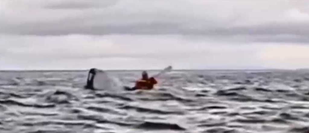 Video: una ballena se trag&oacute; a un hombre que hac&iacute;a kayak en Chile