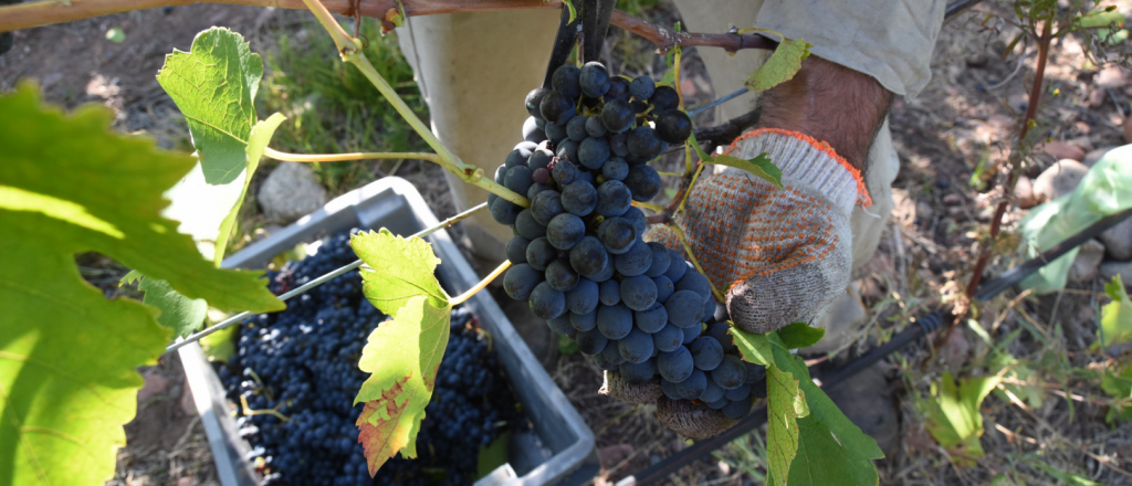 Se espera una cosecha promedio y hay sobrestock de vinos
