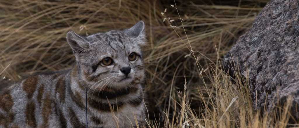 Video: inéditas imágenes del "Fantasma de Los Andes" en Malargüe