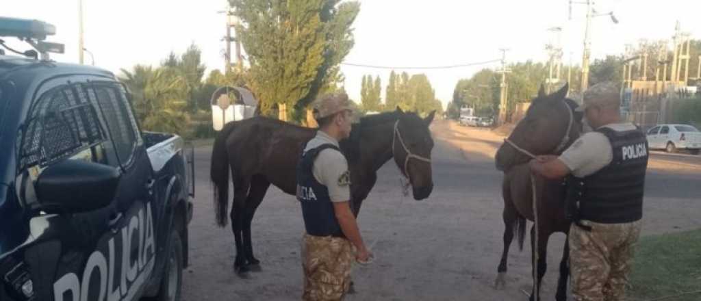 Un menor y un adulto aprehendidos por presunto robo de caballos