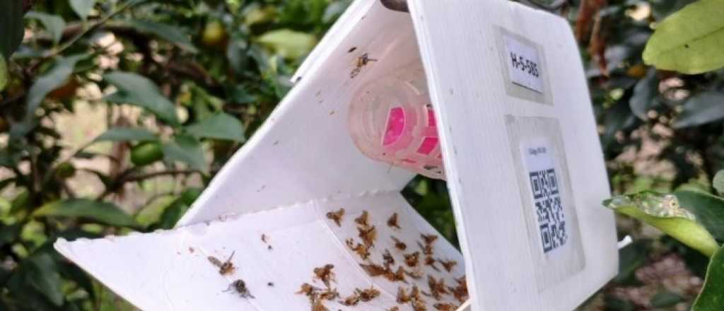 El Iscamen gastará $166 millones para trampas de cartón para moscas