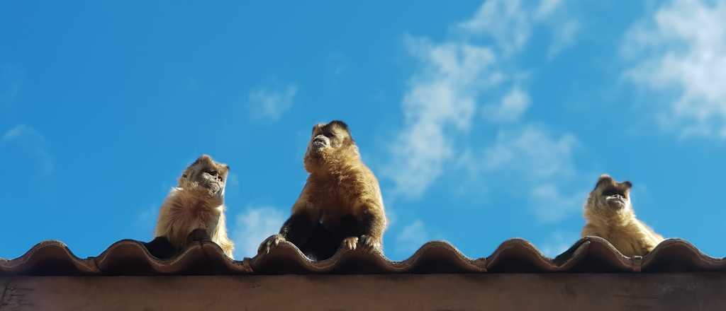 Quedan más de 1.000 animales en el Ecoparque: cuánto cuesta alimentarlos