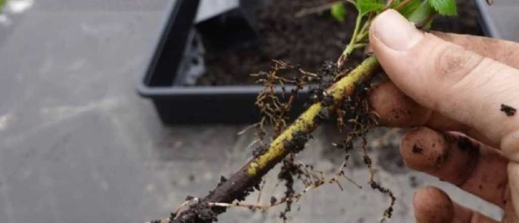 Propag&aacute; tus esquejes con estos sencillos enraizadores caseros