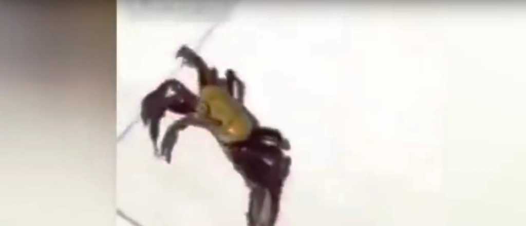 El cangrejo "armado" que intenta escapar de un restaurante
