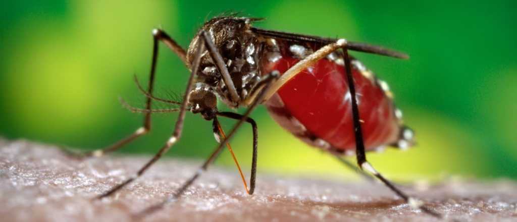 Detectaron un caso de Dengue en Mendoza