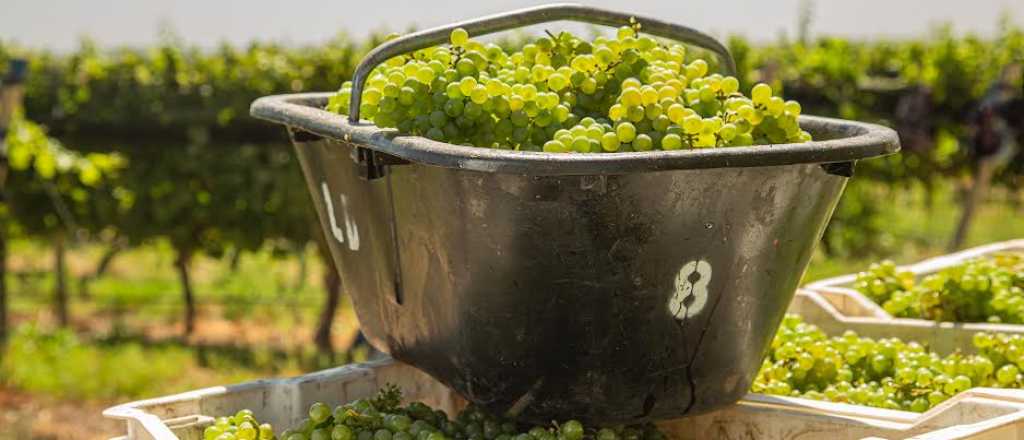 Una de las bodegas m&aacute;s premiadas de Mendoza lanza una cena con cosecha nocturna