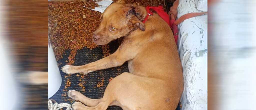 Allanaron una casa en San Martín para rescatar a un perro apuñalado