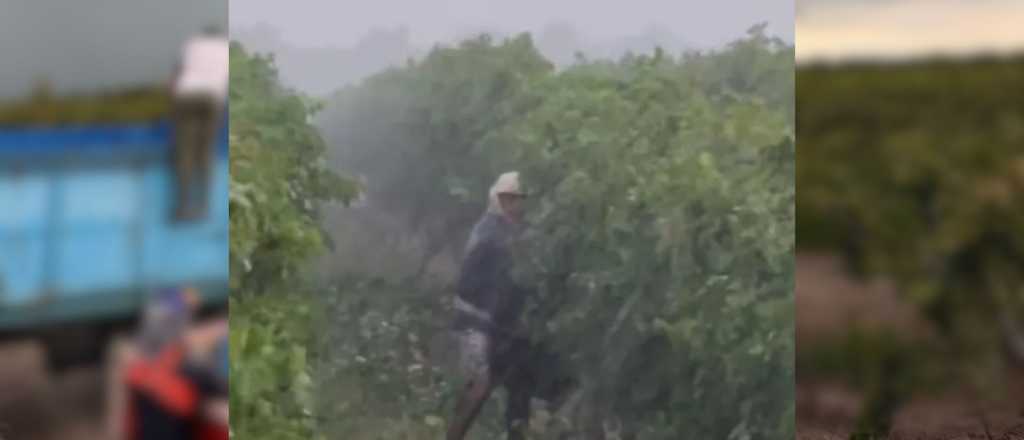 El verdadero rostro de la Vendimia: un cosechador contra el granizo
