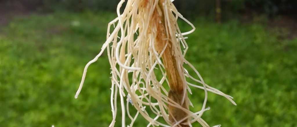 El enraizador casero que har&aacute; volar tus esquejes