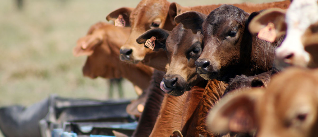 Mendoza aportará $1.000 millones para el plan Destete Precoz
