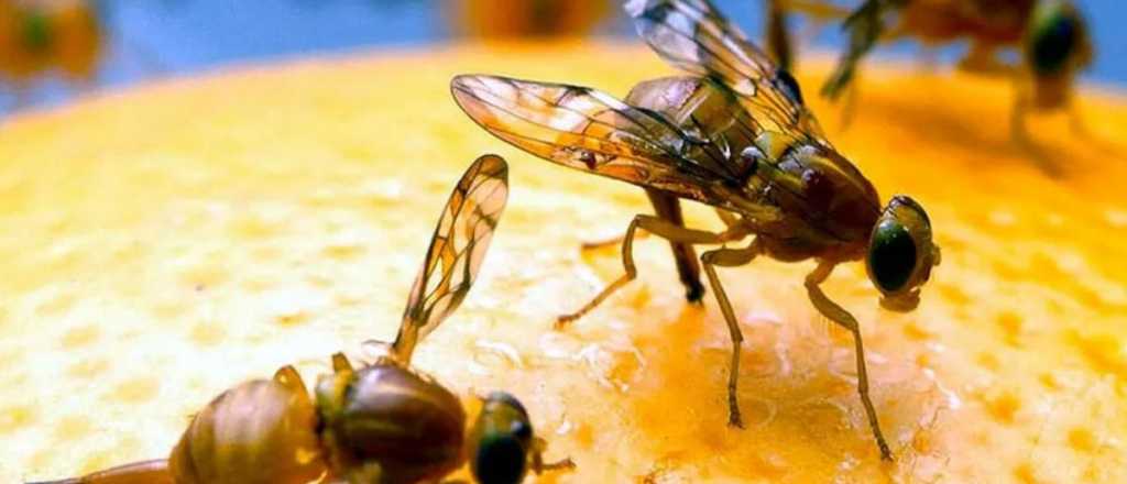 As&iacute; es el plan de emergencia por el hallazgo de la mosca del Mediterr&aacute;neo