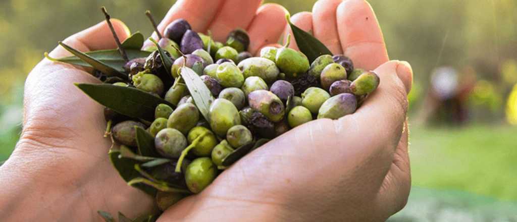 El costo de la aceituna en 2025: ¿cómo afecta a la industria?