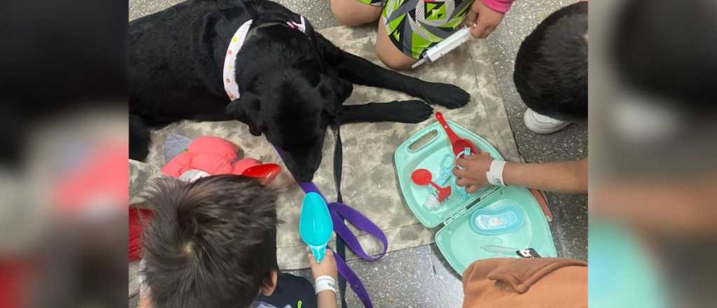 Perritos asistir&aacute;n a pacientes en tratamiento en el hospital Notti