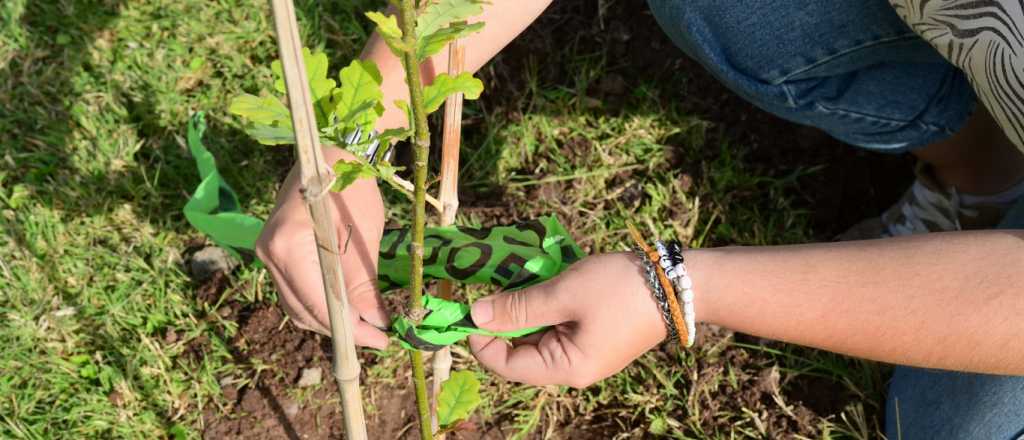 Godoy Cruz realizar&aacute; una plantaci&oacute;n masiva de &aacute;rboles