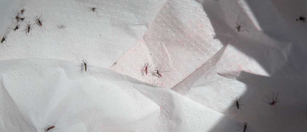 Mendoza libera 80 mil mosquitos por semana para combatir el dengue