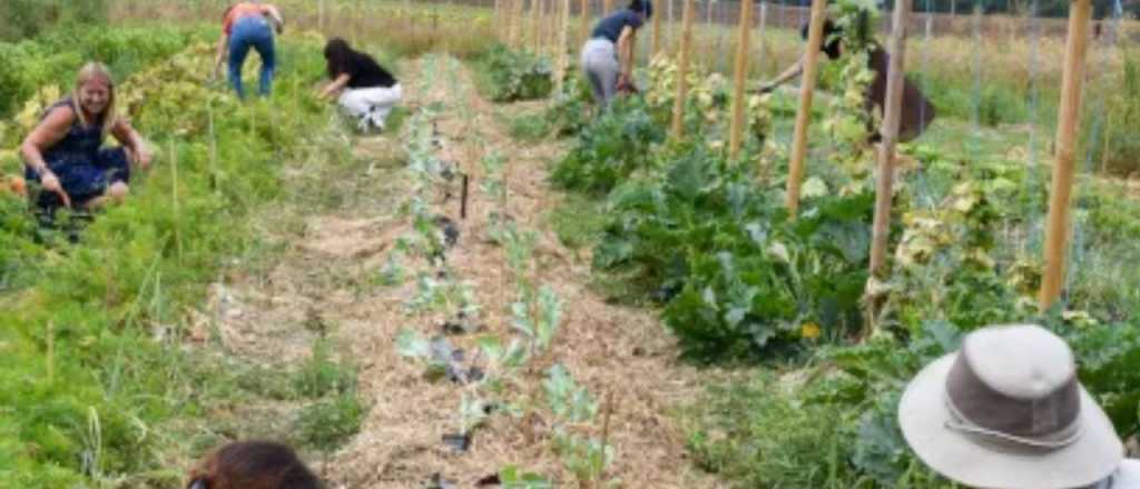 El auge de lo orgánico: ¿cómo es la certificación en la producción?