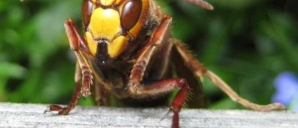 Video: el terrible ataque de una abeja japonesa a un avispón asesino