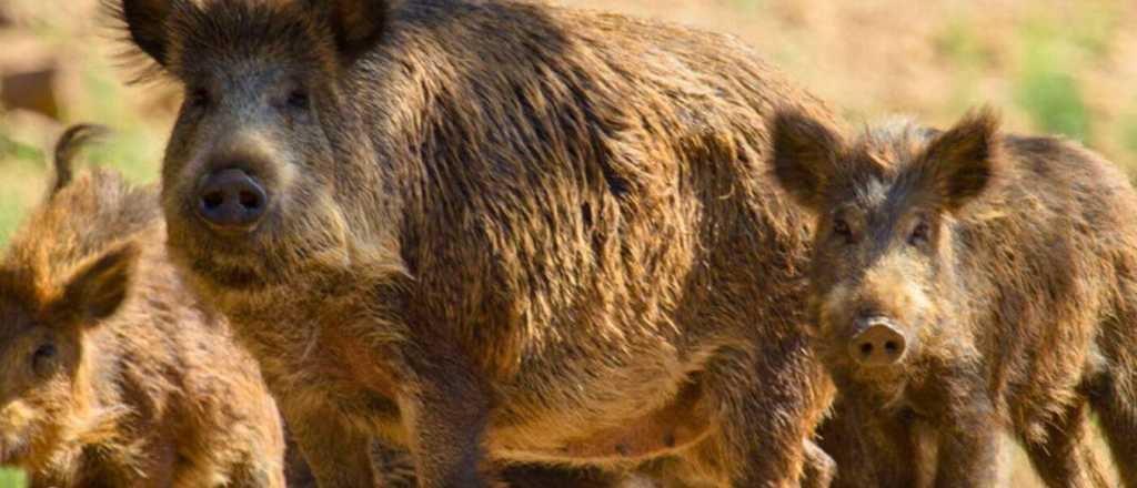 Ataque mortal de un jabalí en Mendoza: "Es una especie invasora"
