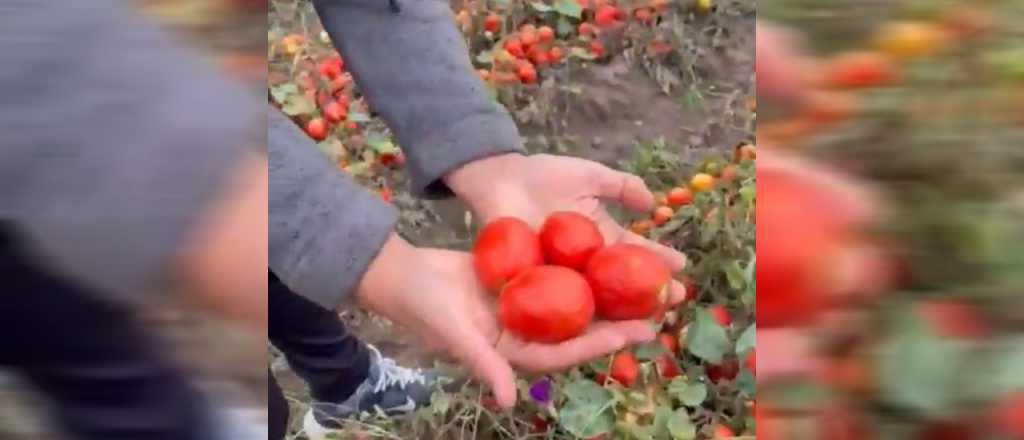 Tiran tomate porque las fábricas no les compran: "No responden los llamados"