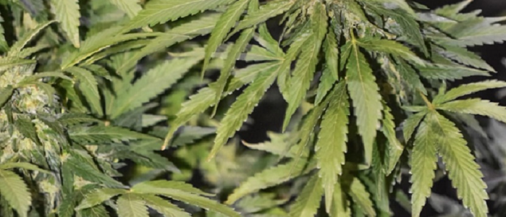 La expo cann&aacute;bica m&aacute;s importante del pa&iacute;s ser&aacute; en el Espacio Arizu