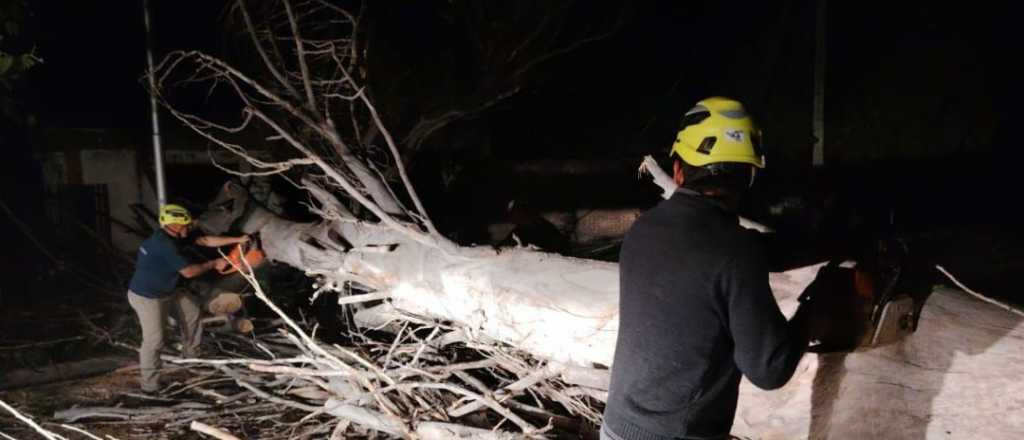 El fuerte viento arrasó con decenas de árboles y postes en San Rafael