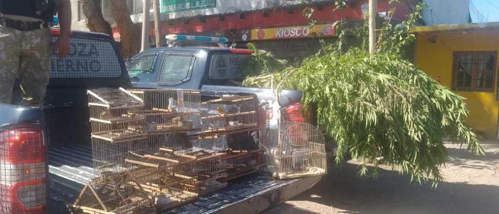 Allanaron una casa en Las Heras donde encontraron droga y aves cautivas