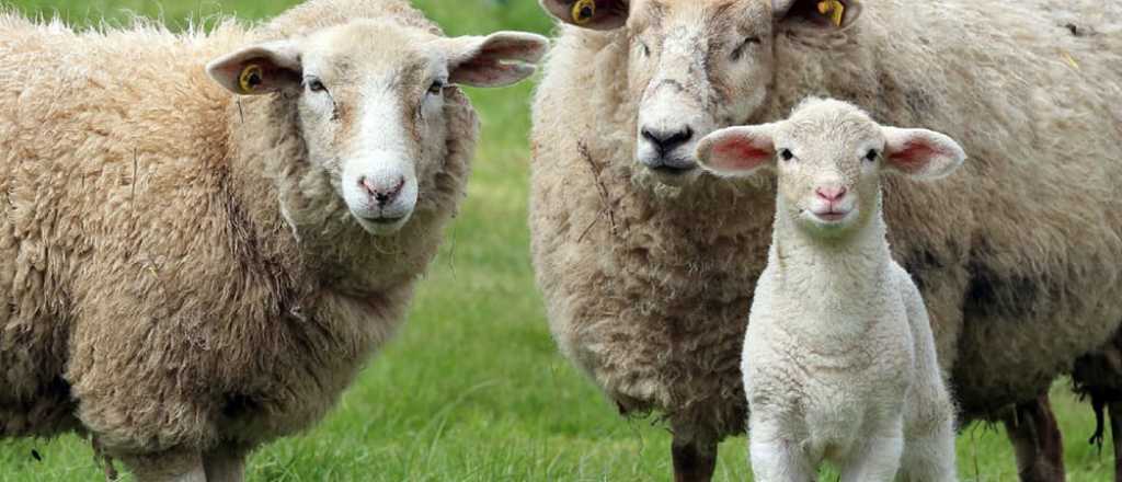 Detuvieron a tres hombres por robar una oveja preñada en San Rafael