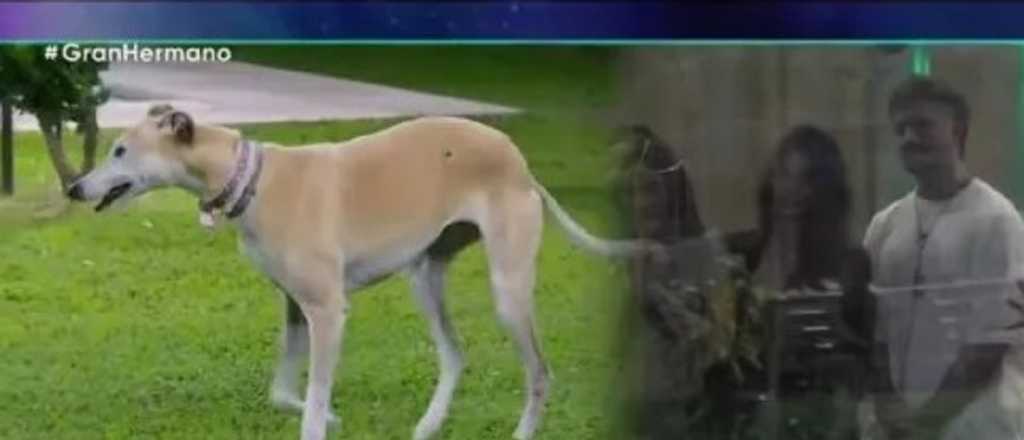 Pura ternura: así ingresó Paris a la casa de Gran Hermano 