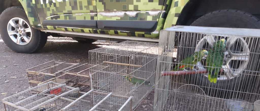 Rescataron tortugas, aves, choiques y un gavilán de tráfico ilegal