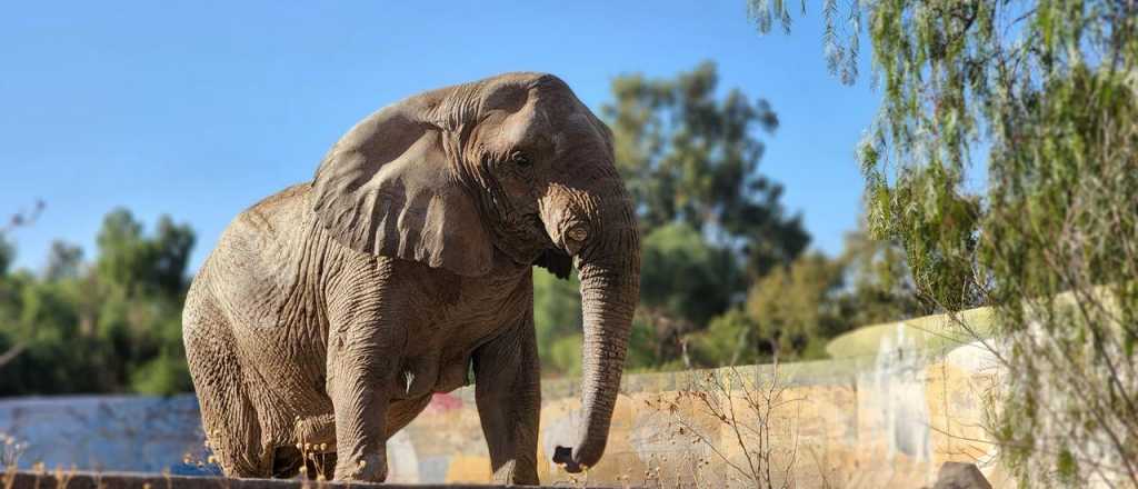 Kenya y Jorge: dos historias del cautiverio en Mendoza a la libertad