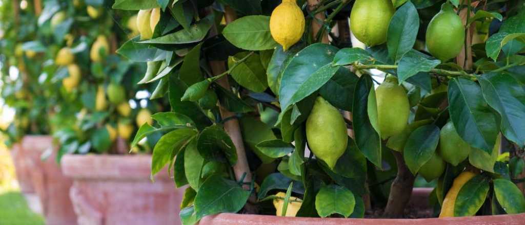 Los cuatro árboles que podés plantar en la maceta de tu casa