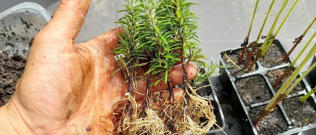 Los mejores enraizadores caseros para esta &eacute;poca del a&ntilde;o