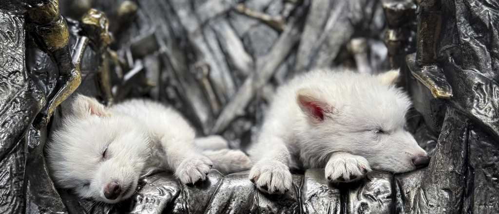 Video: cient&iacute;ficos estadounidenses revivieron al lobo de Game of Thrones 