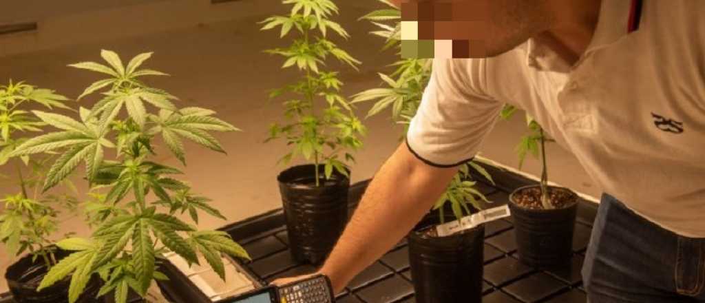 Violento robo en una plantaci&oacute;n legal de cannabis en Santa Rosa