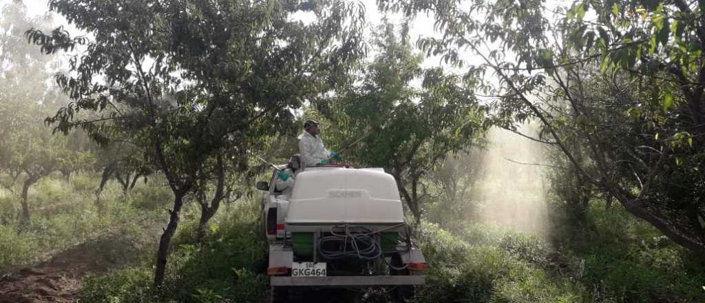 Estas son las medidas poscosecha del Iscamen para prevenir plagas