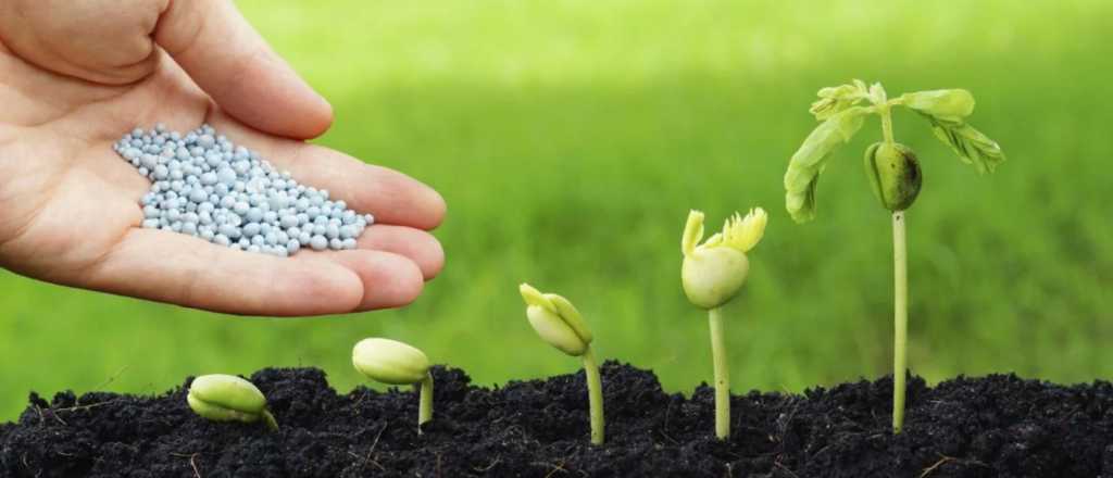 Cuáles son los fertilizantes caseros que harán crecer tus plantas en primavera