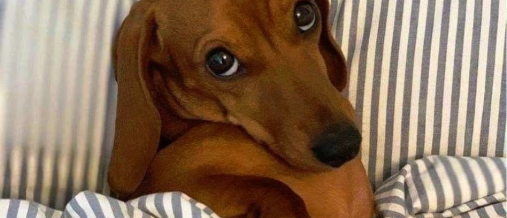 Dormir con tu perro &iquest;es bueno o malo seg&uacute;n la ciencia? 