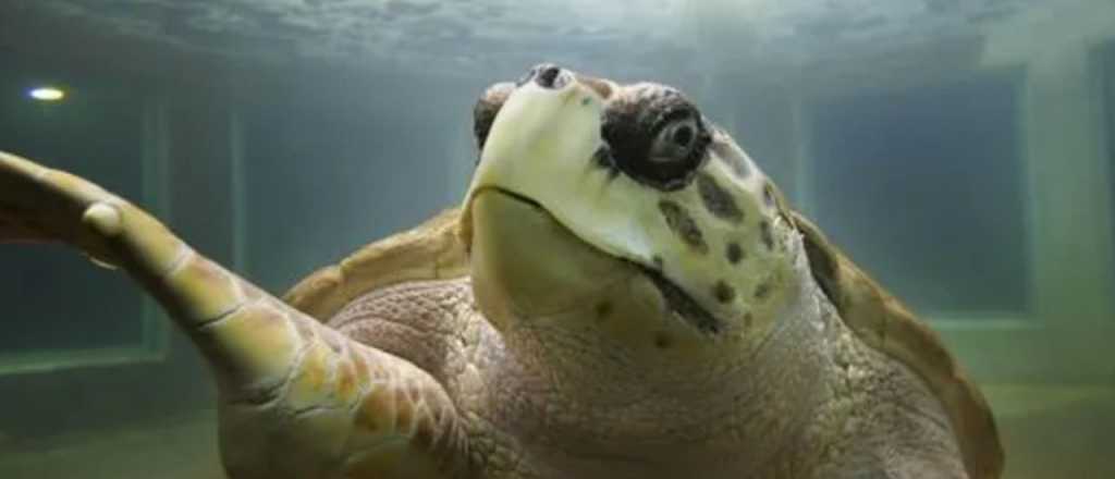  La Argentina se parece mucho al tortugo Jorge