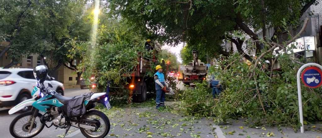 Fotos: un camión tiró una enorme rama en pleno centro mendocino 