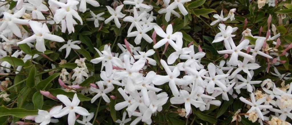 Cu&aacute;l es la planta trepadora ideal que deb&eacute;s plantar en este oto&ntilde;o
