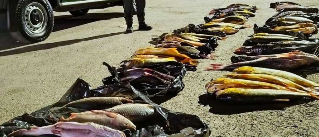 Llevaban pescado de contrabando para vender en Semana Santa