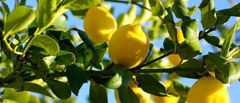 Cuál es el lugar correcto para ubicar el limonero en tu jardín según los expertos
