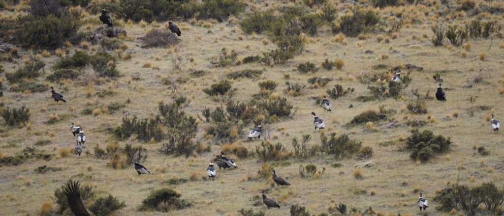 Récord histórico en el censo de cóndores andinos: registraron 70 aves