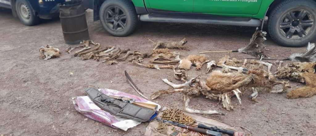 Caza ilegal: secuestran armas y restos de animales protegidos