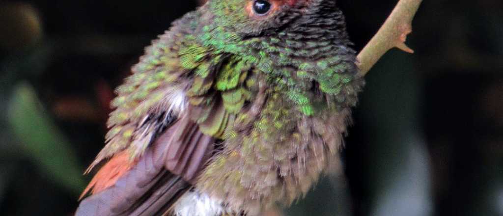 El significado verdadero de encontrar un colibrí en tu jardín