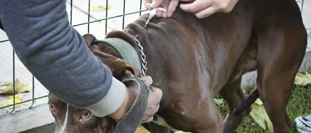 Guaymall&eacute;n colocar&aacute; chips a perros peligrosos: &iquest;cu&aacute;l es el costo? 