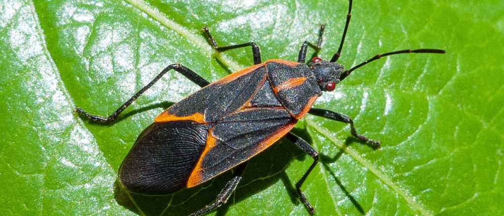 Por qu&eacute; este insecto com&uacute;n en Mendoza no es peligroso